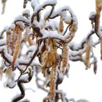 Lieska obyčajná (Corylus avellana contorta) ´MEDUSA´ - výška 60-80 cm, kont.C5L